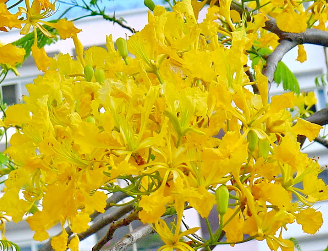Cây giống hoa phượng vàng