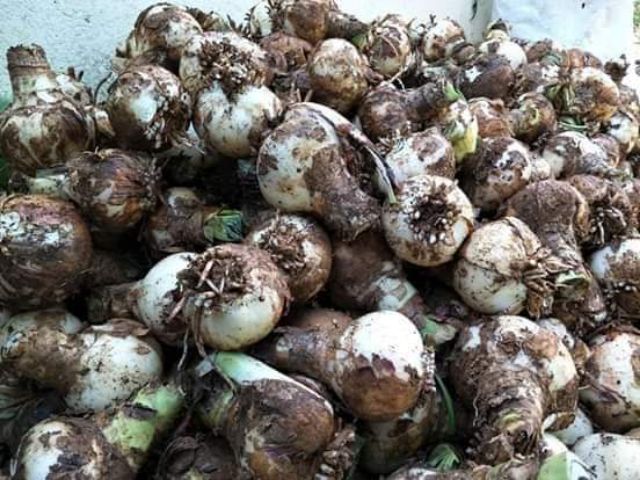 củ hoa huệ tây ' đỏ gáo " đà lạt - củ mẹ