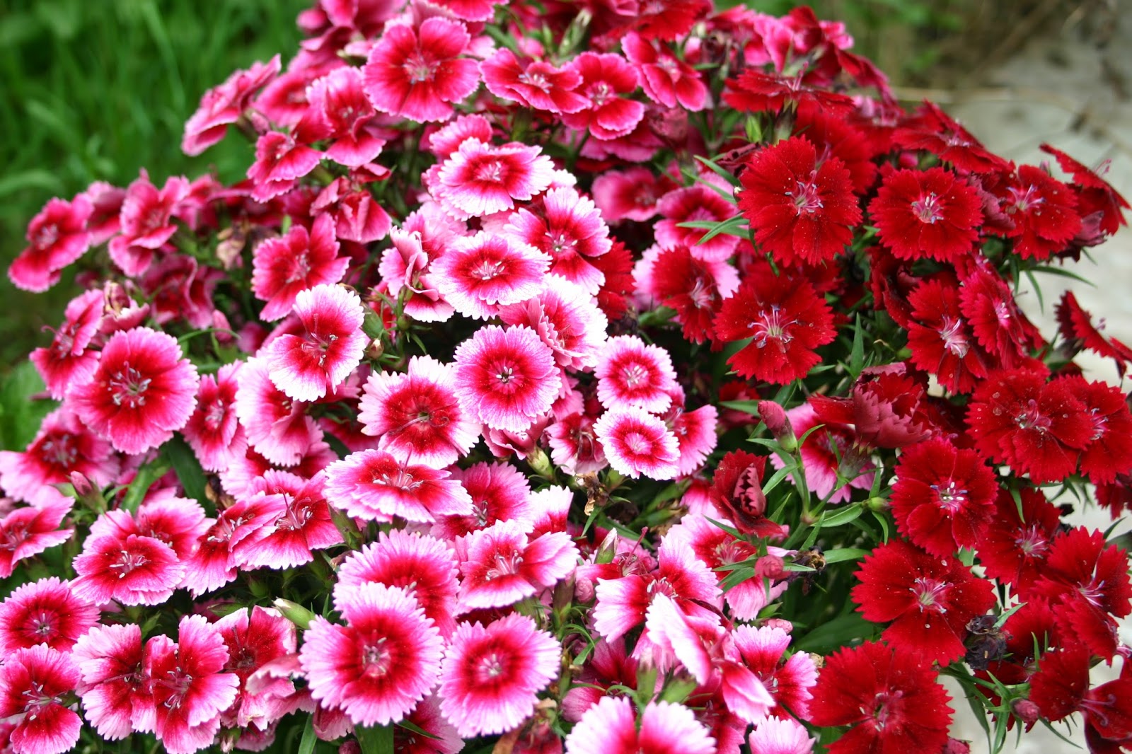 Phân Bón Lá Growmore 10-55-10+Te (Grow More 100g) - Phân NPK Siêu Lân Bloom