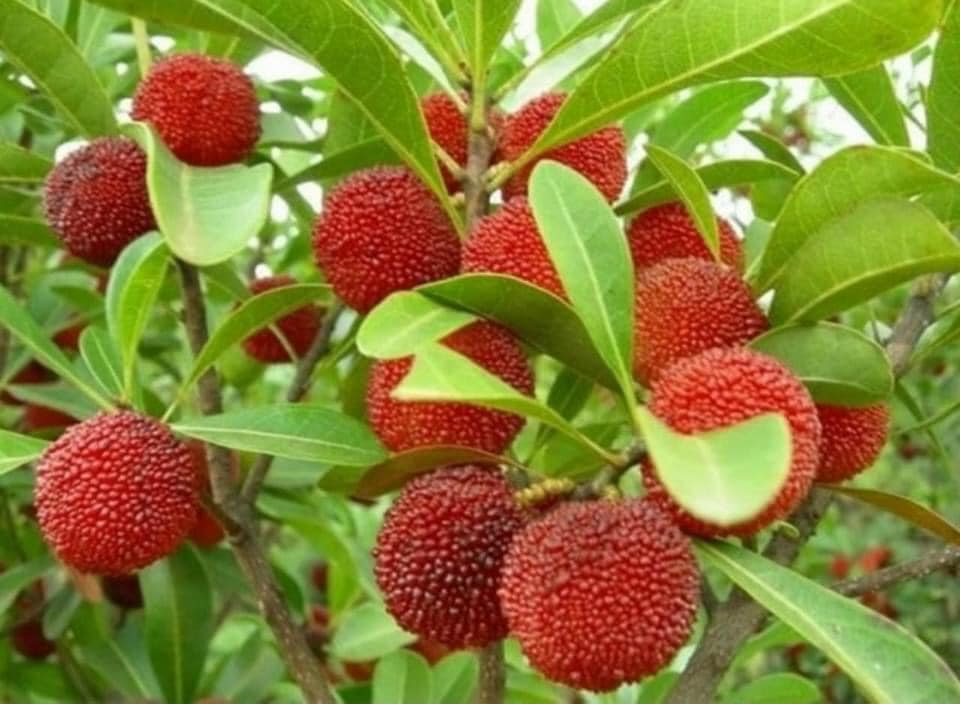 CÂY GIỐNG THANH MAI THẾ HỆ MỚI