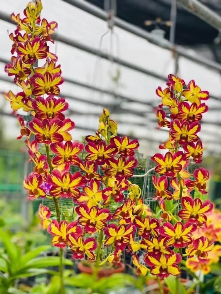 hOA LAN VÀNG ĐỎ XỔ 5%