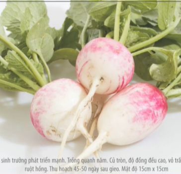 Hạt giống củ cải trắng hồng