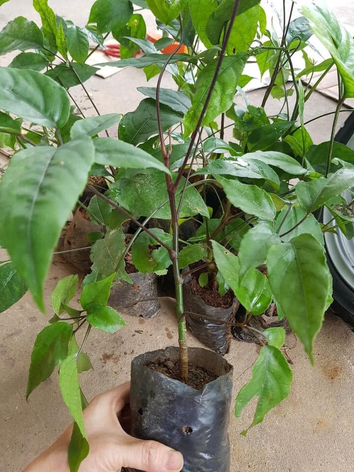 cây lá đắng (lá lục lẳng)