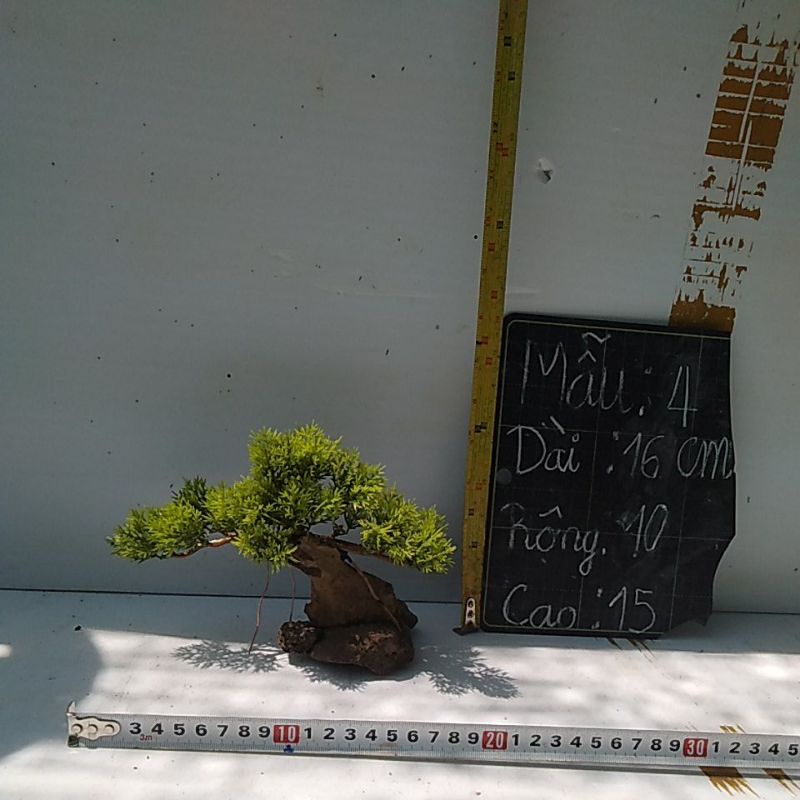 Cây cảnh hồ cá – bonsai bể cá cảnh