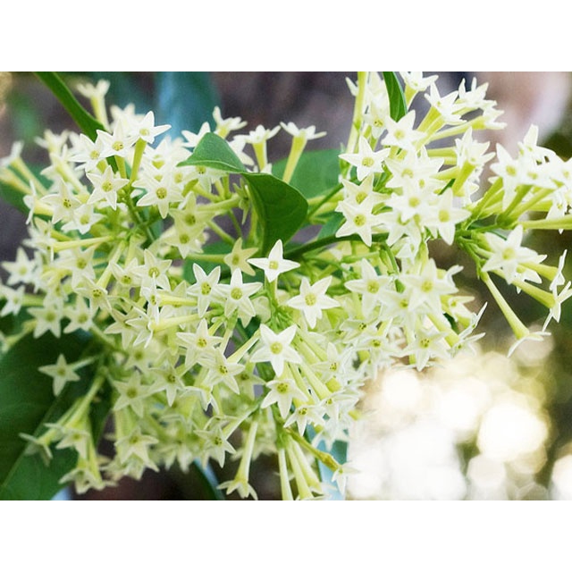 Hoa dạ lý hương - bầu cây giống