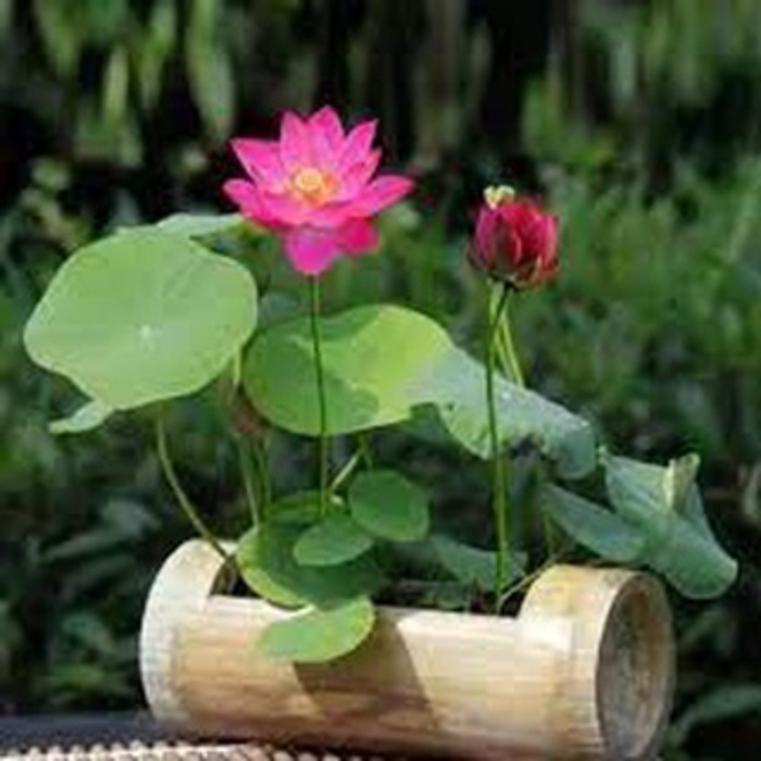 Hạt Giống Hoa Sen Nhật Mini đã cắt đầu - gói 10 hạt