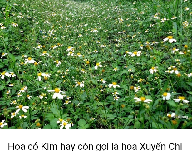 Mật Ong Hoa Xuyến Chi( cỏ Kim) 100% Nguyên Chất