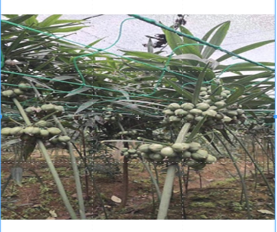 Hạt Giống Cây Hoàng tinh hoa đỏ - Gói 10 hạt - VTNT