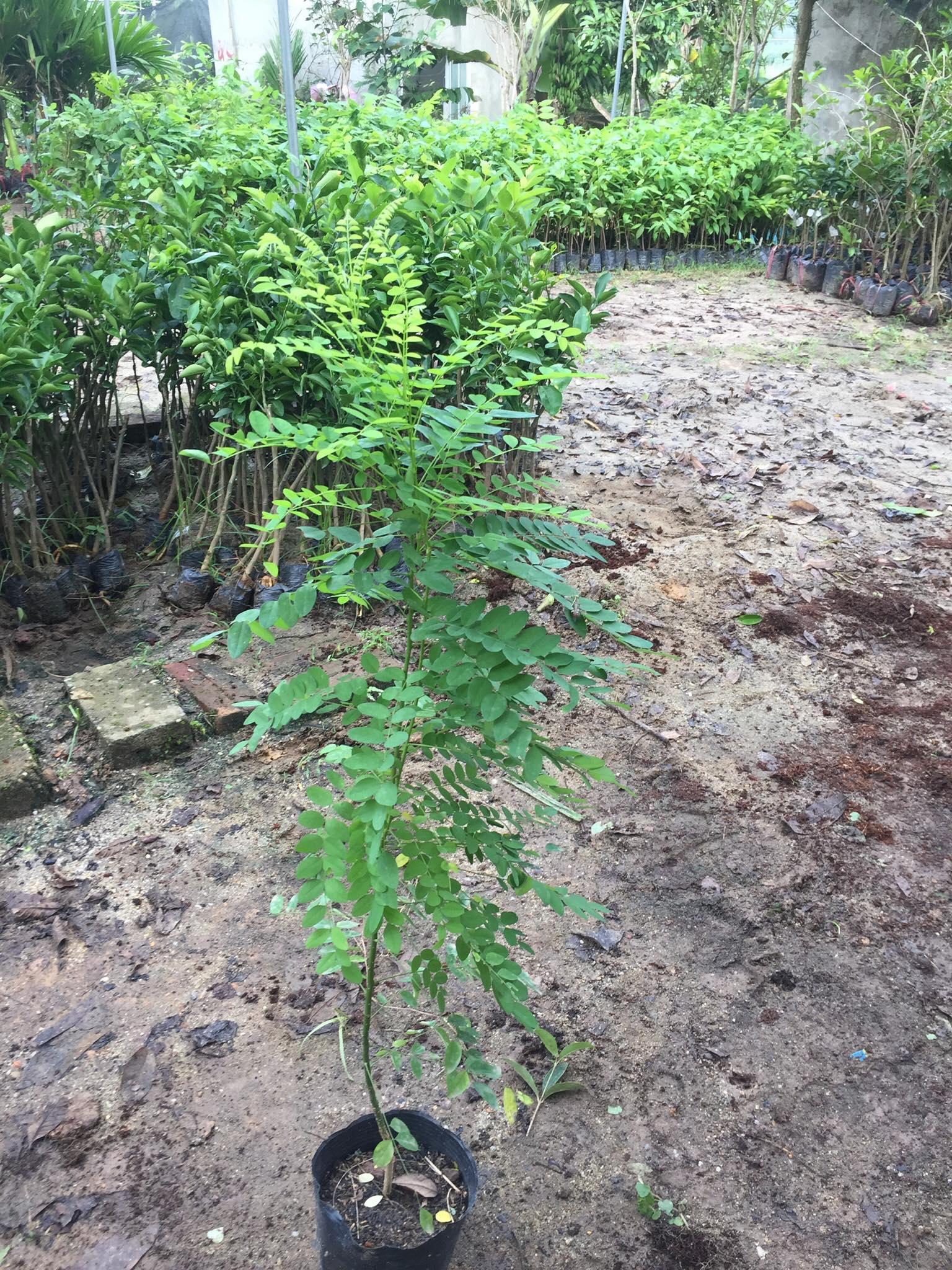 CÂY HOA HÒE (hòe hoa) nếp -cây giống choai lớn