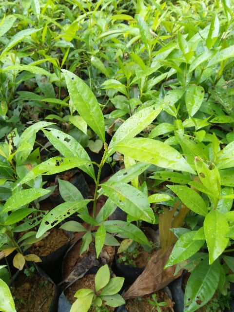 Cây giống vối nếp