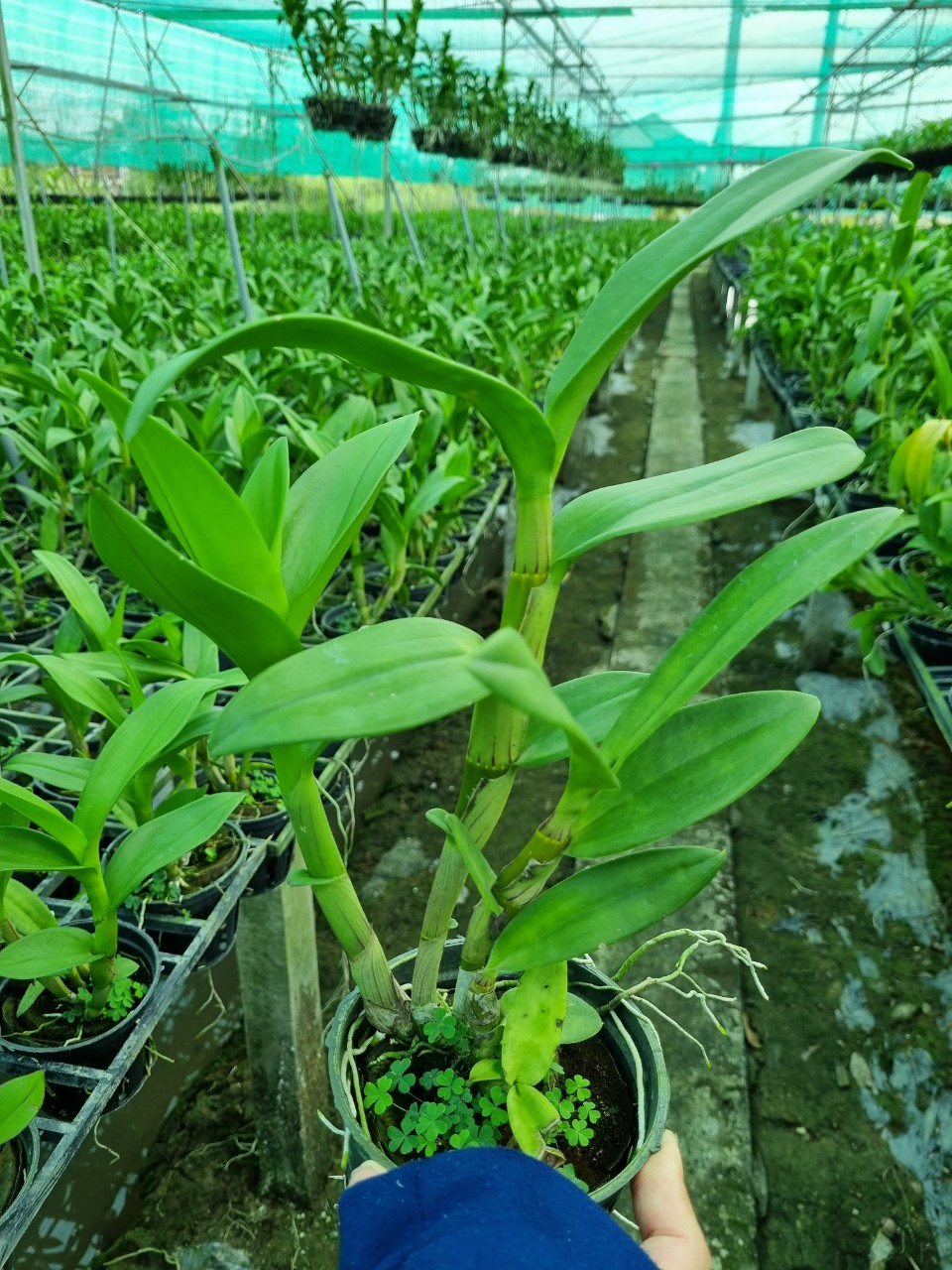 HOA LAN NẮNG 4N XƯA