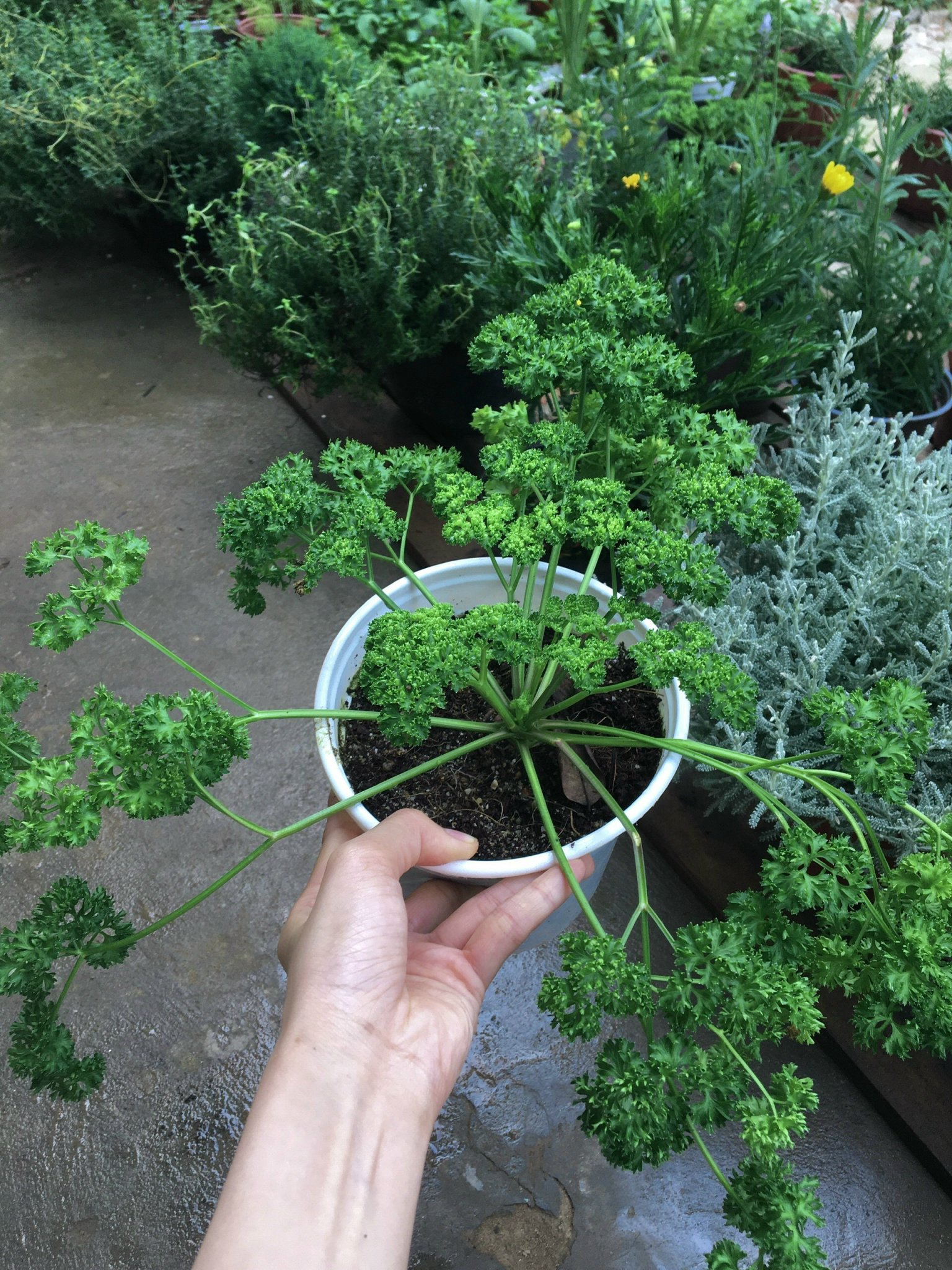[Cây Hương Liệu ]Cây Ngò Tây (Rau Mùi Xoăn) Parsley Plant