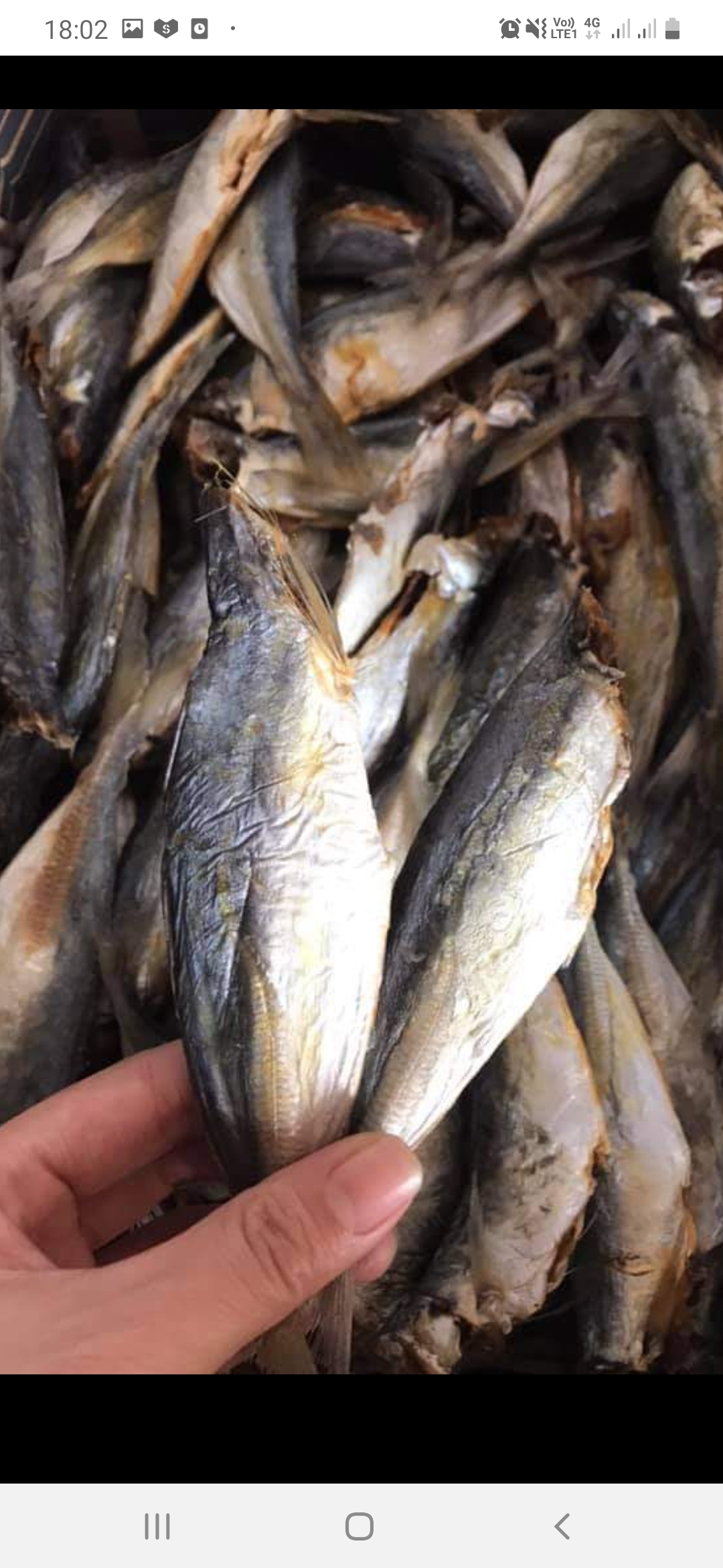 1KG CÁ NỤC KHÔ Vị hơi mặn