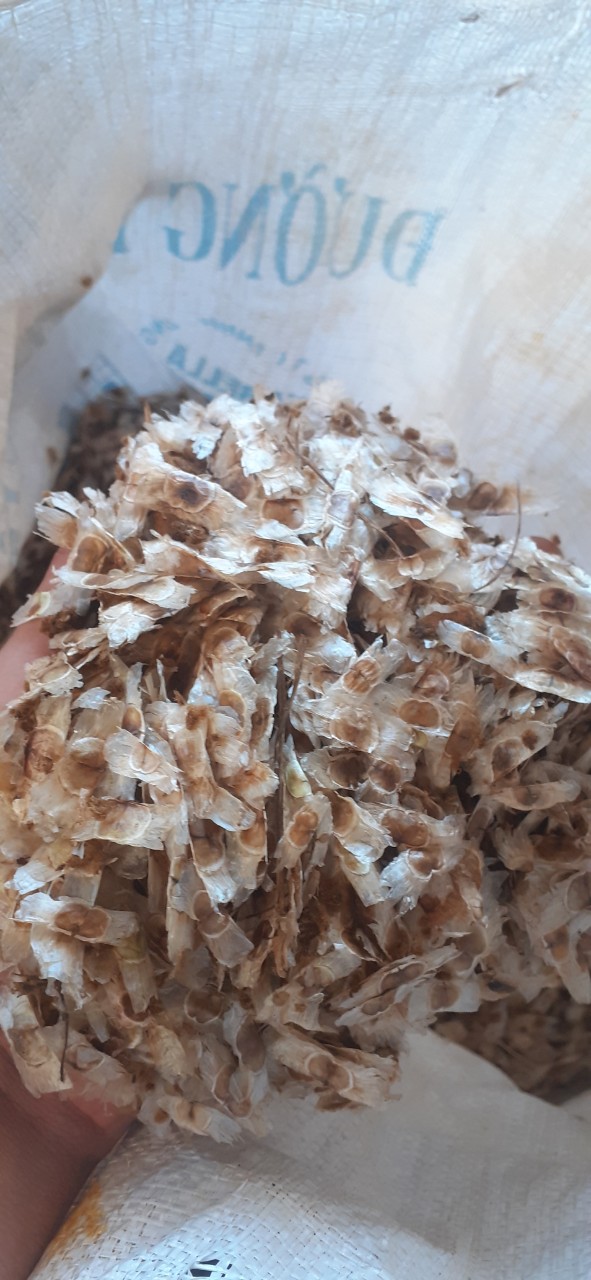 Hạt giống phong linh vàng