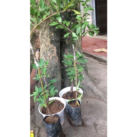 Mận Úc tím 50-60 cm