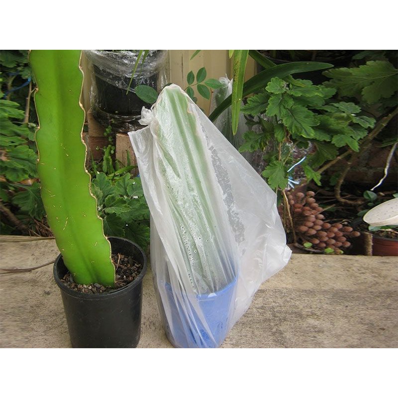 4 cây giống thanh long ruột trắng có bầu đất (tặng 1 cành ruột đỏ)