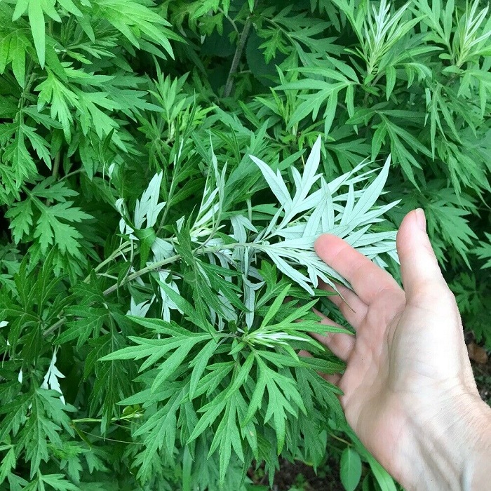 Cây ngải cứu giống - bầu giống 3-5 cây