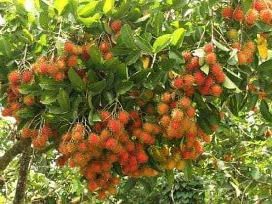 Cây giống Chôm chôm thái (cây giống đối chứng )