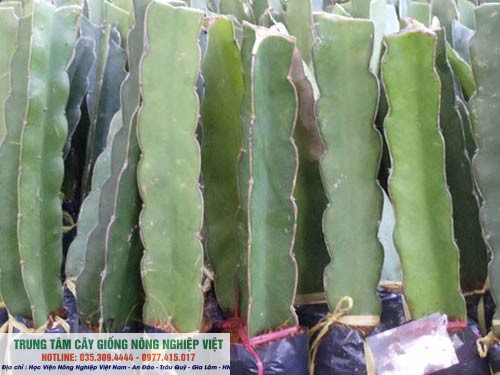 Cây thanh long ruột đỏ chuẩn giống ĐHNN