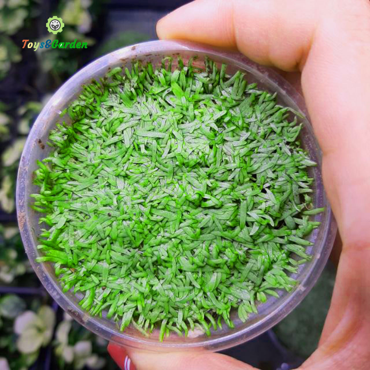 Cây Cỏ Giấy Thủy Sinh Bắt Mồi Dưới Nước Trên Cạn Và Bán Cạn Loài Cây ...