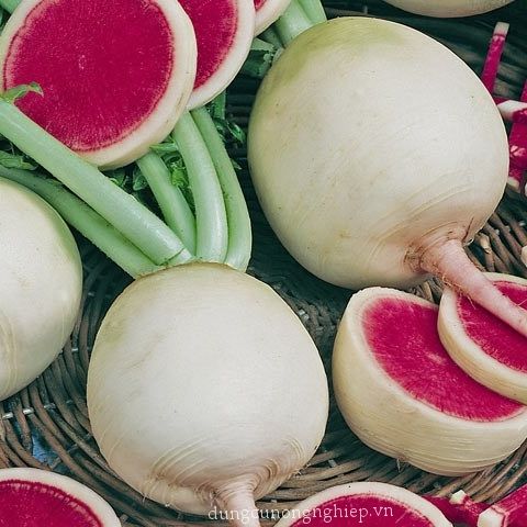 Hạt Giống Củ Cải Ruột Hồng (1gr)