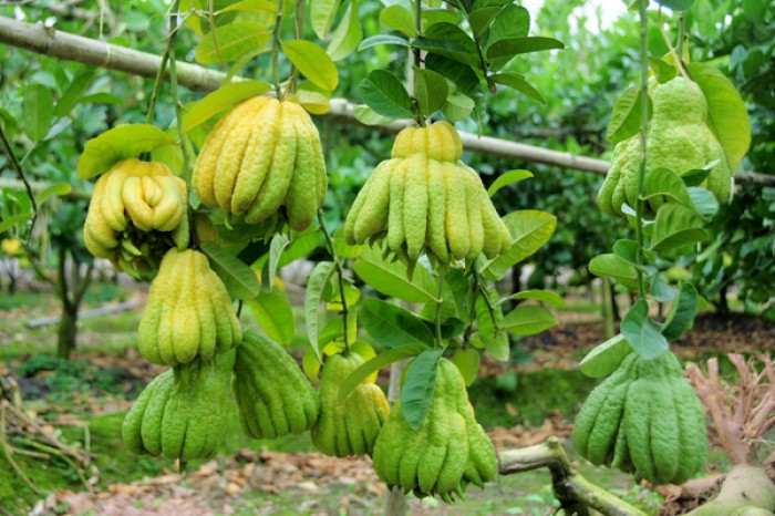 cây giống cây phật thủ
