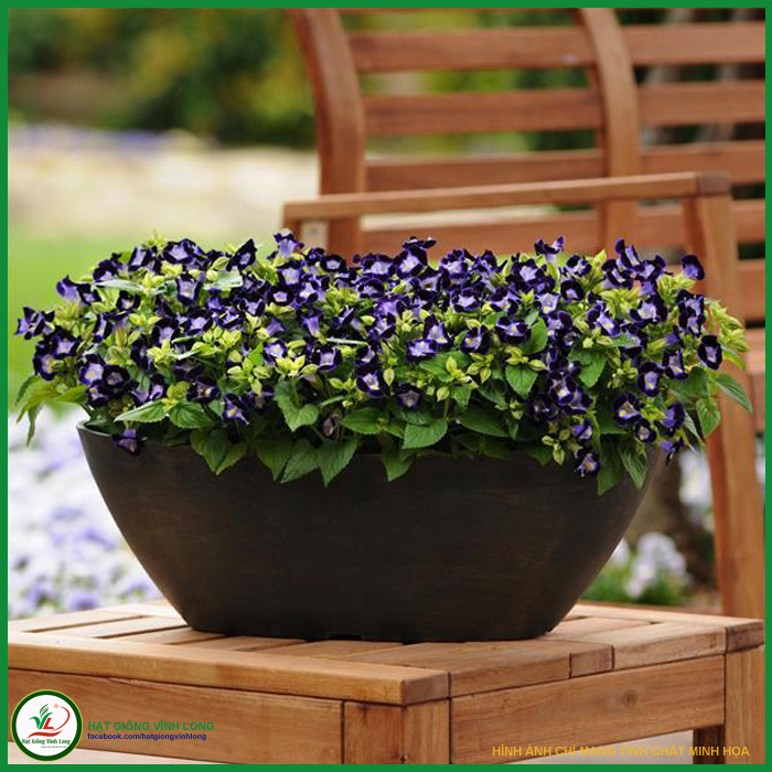 Hạt giống hoa Mắt nai (hạt tự thu) - 50 hạt