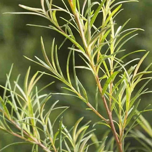 Tinh Dầu Tràm Trà Nguyên Chất Nomad Tea Tree Oils