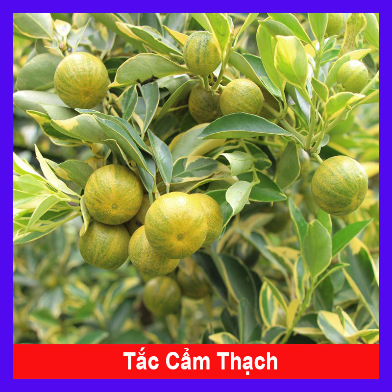 Cây Tắc Cẩm Thạch - cây cảnh để bàn
