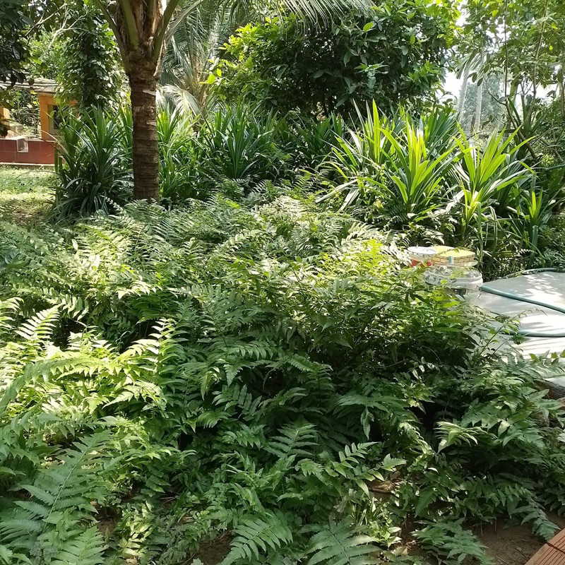 cây rau dớn siêu to - Giống Tốt