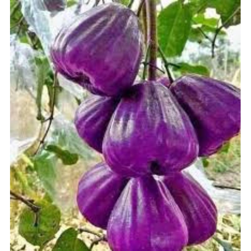 Cây giống roi tím ( mận tím)