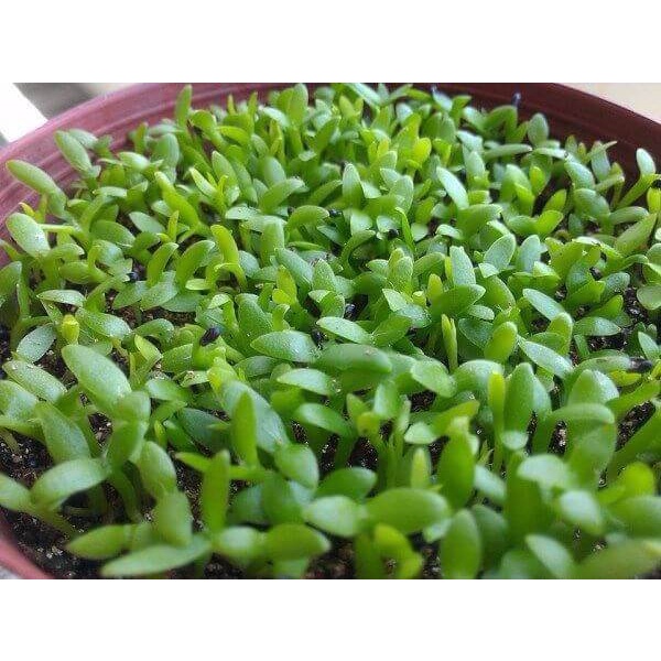 Thuốc Kích Thích Ra Rễ Cây Trồng N3M (Hộp 500g)