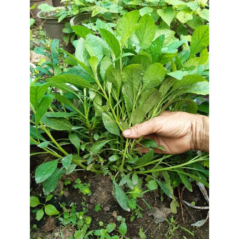 [MUA 2 TẶNG 1] 300 Hạt Giống rau cải trời
