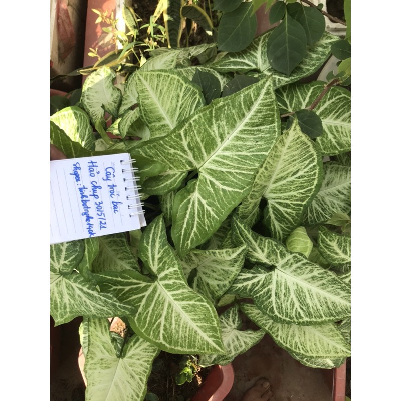 cây tróc bạc ( trầu bà trắng)-cây giống