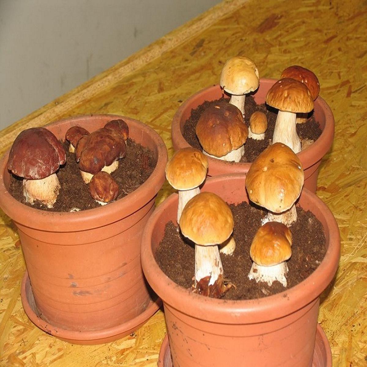 Porcini Mushroom Spawn  1 KG