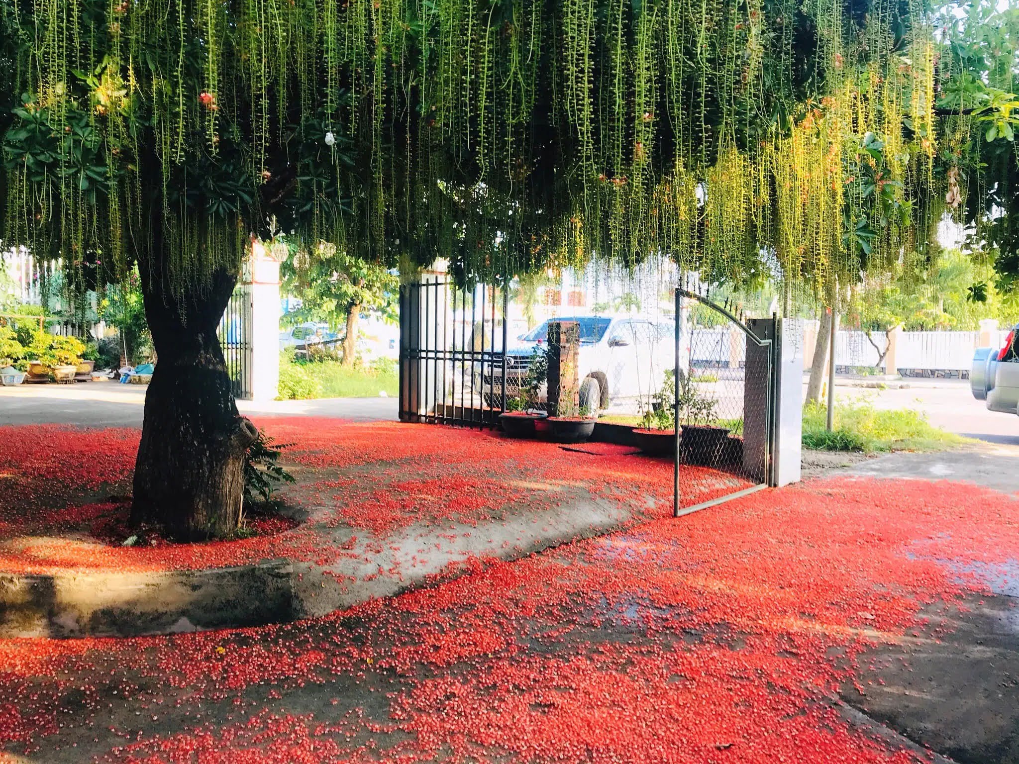 cây giống Lộc Vừng