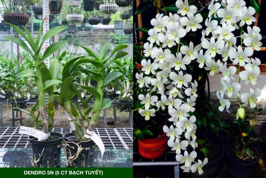 Den nắng 5N  xưa CHẬU TRƯỞNG THÀNH
