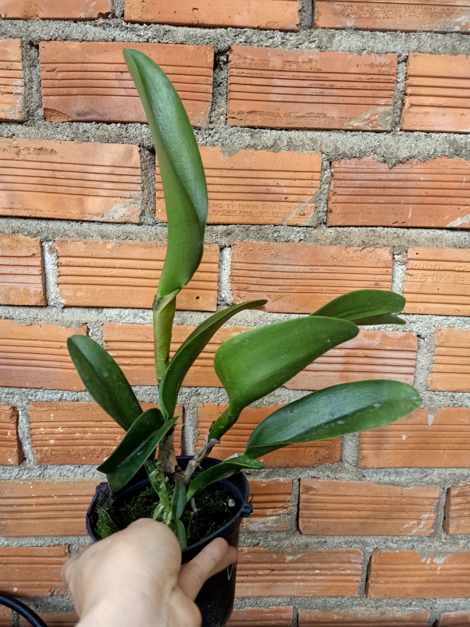 Cattleya Magician Red- chậu trưởng thành