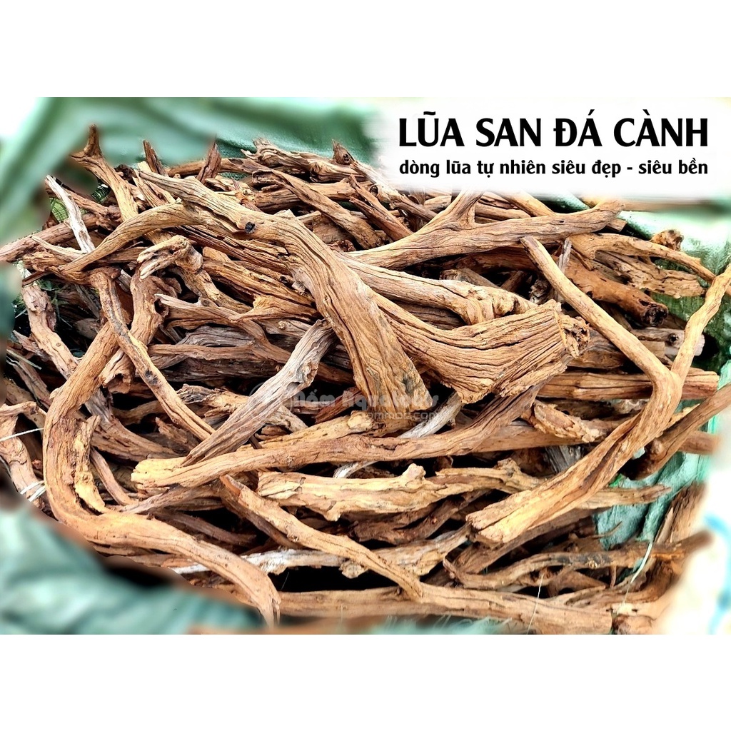 Lũa San Đá Cành - 1KG| Chuyên dùng cho bể cá Thủy Sinh, Bể Cá - Vân Lũa Cực Đẹp, Set bể Cực Bền