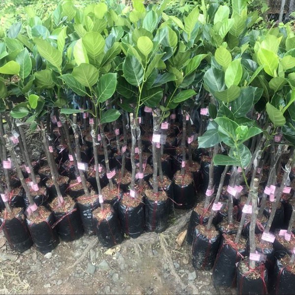 CÂY GIỐNG MÍT DA ĐỎ