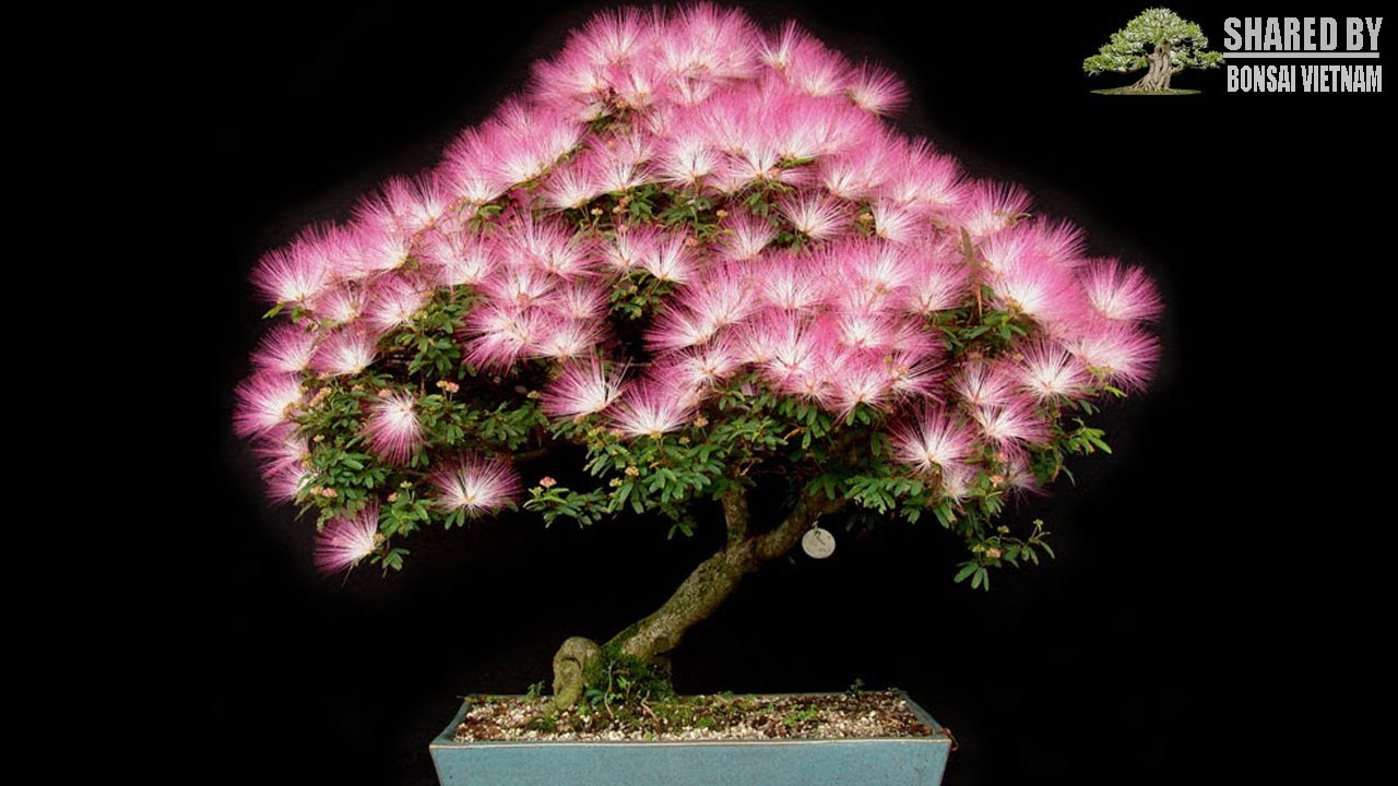 cây kiều hùng (cây điệp lào hồng lá nhỏ)- cây phôi bonsai