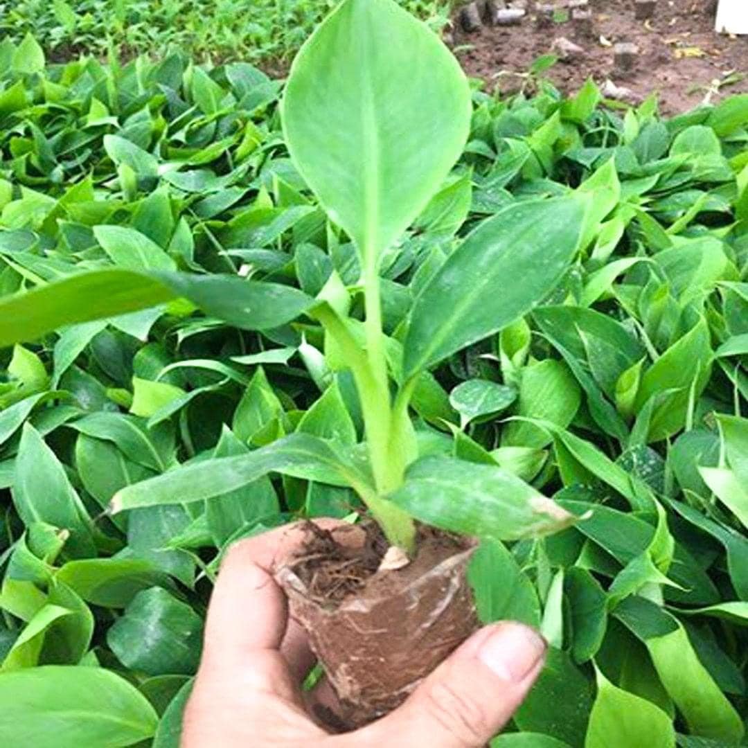 Cây giống Chuối Cau [ Dễ trồng, sinh trưởng tốt ].