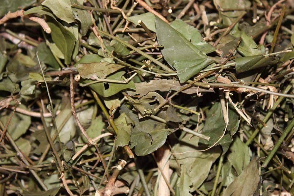 CHÈ VẰNG / TRÀ VẰNG SẺ LỢI SỮA NGUYÊN CHẤT