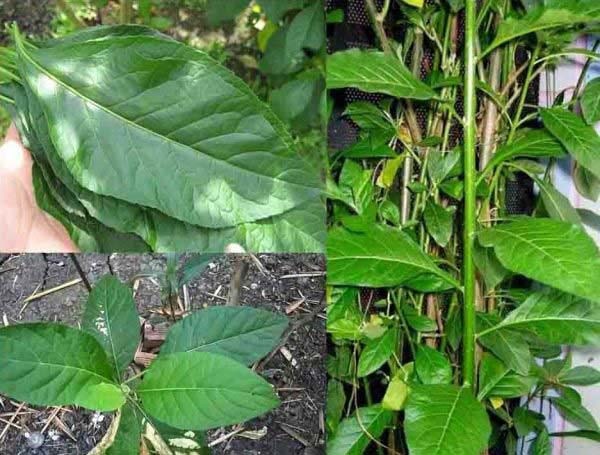 cây giống cây mật gấu (cây lá đắng)