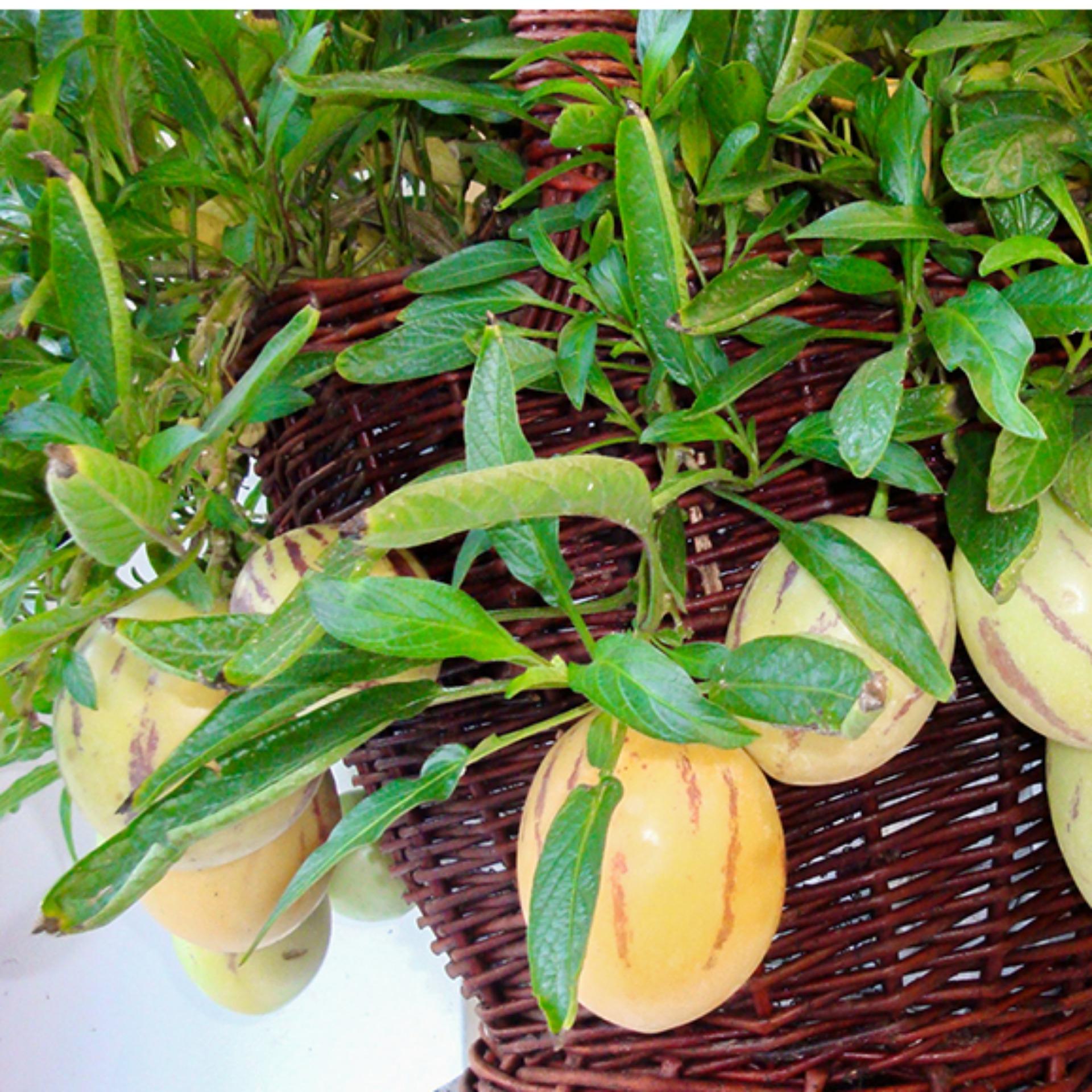 Hạt giống dưa hấu pepino ( 5 hạt) - thanh mát, mọng nước