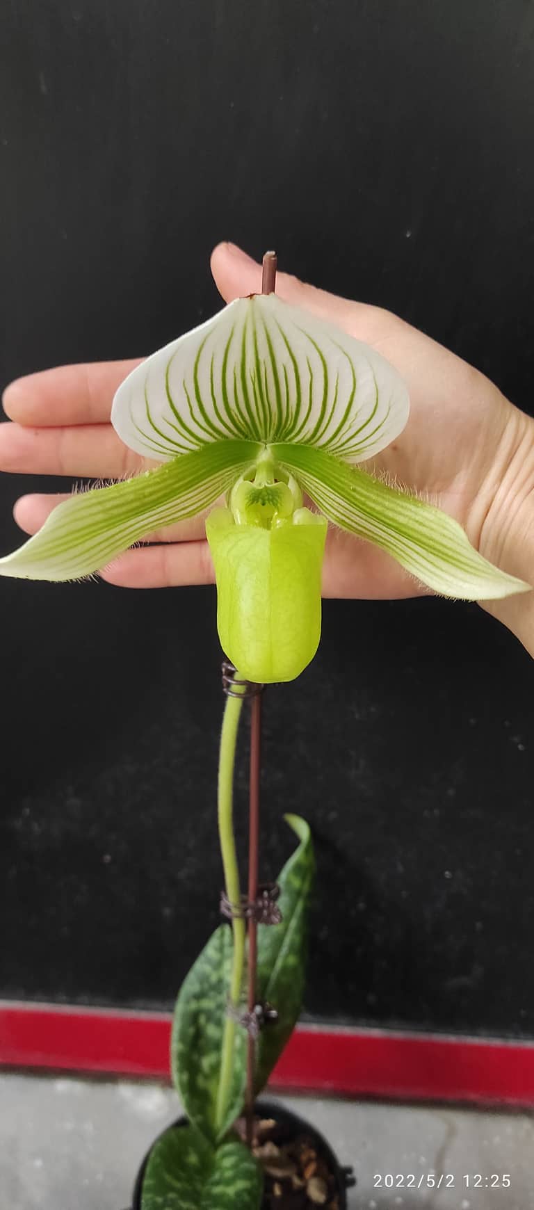 Giá thể trồng Lan hài 1 kg