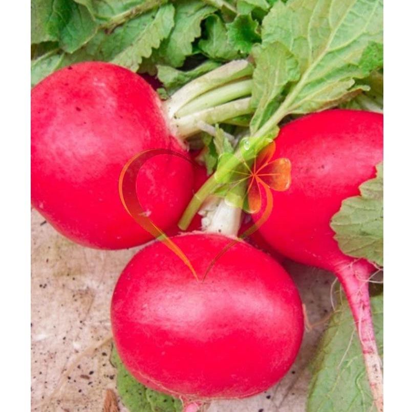 Hạt giống củ cải đỏ tròn F1 - gói 5 gram