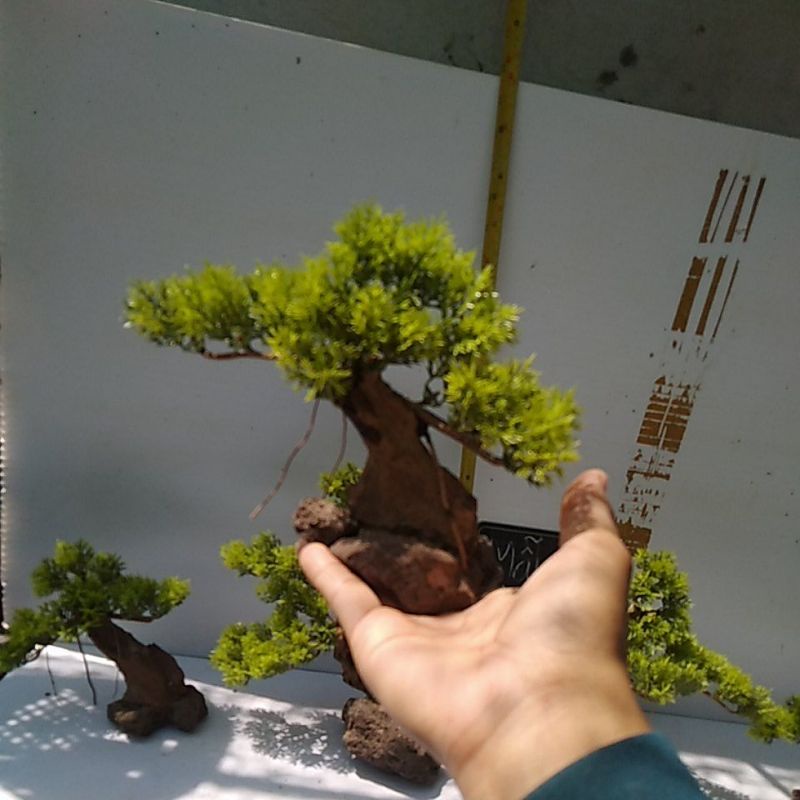 Cây cảnh hồ cá – bonsai bể cá cảnh