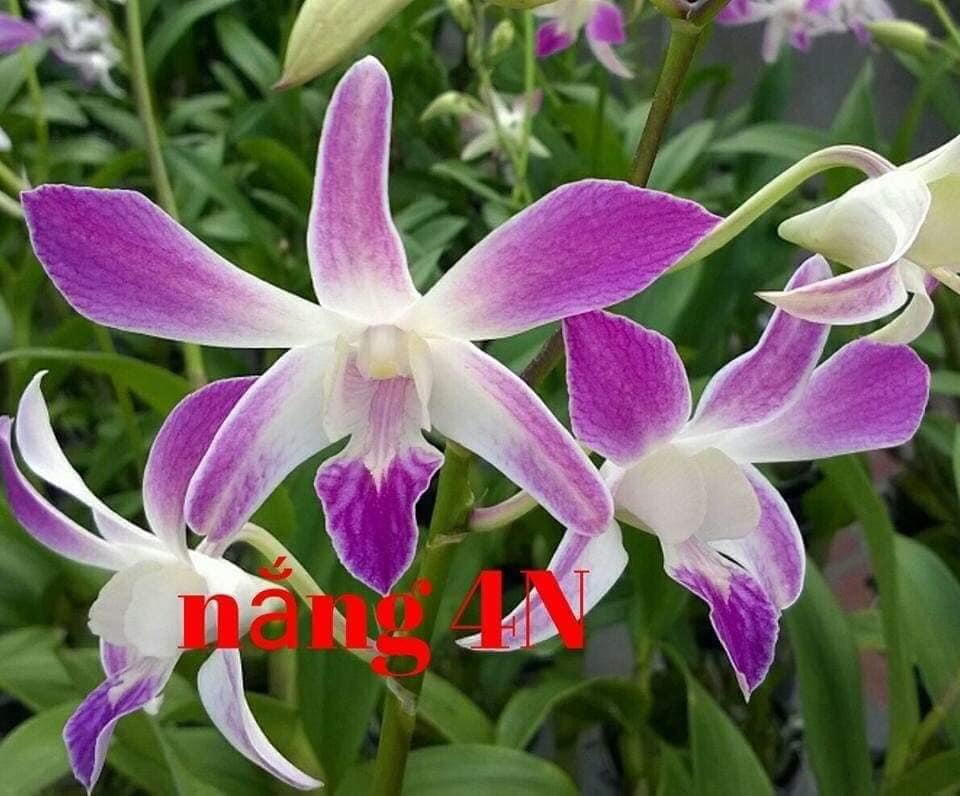 HOA LAN NẮNG 4N XƯA
