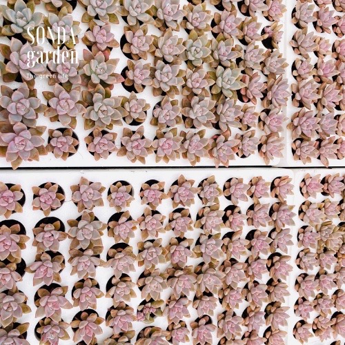 SEN ĐÁ PINK GEM SIZE MINI LỖI 1 ĐỔI 1